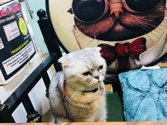 -李小姐の猫咖啡馆(五角场店)