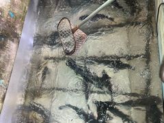 -姥家大锅台水库渔家