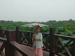 -荷塘月色湿地公园·向阳花洲