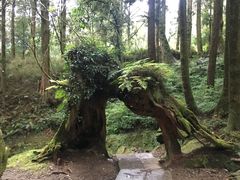 -阿里山神木遗迹