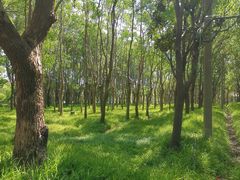 -嘉北郊野公园北游客中心-地上停车场
