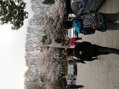 -武汉大学-樱园