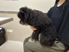 -爱妮康宠物医院·干细胞免疫细胞·肿瘤·心脏(张江店)