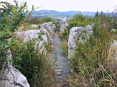 -长虫山生态公园风景林
