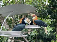 -新加坡飞禽公园