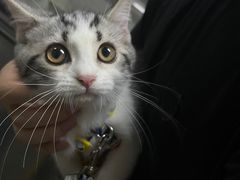 -lincat·猫舍(广州店)