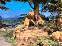 -国家自然博物馆