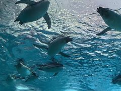 -珠海长隆海洋王国