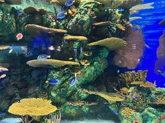 -上海海洋水族馆