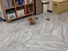 -芭比堂动物医院·24小时·眼科中心(深圳中心)