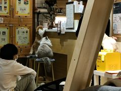 -滚猫咖啡·猫咖·猫友好撸猫(未来城店)