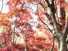 -秋霞圃