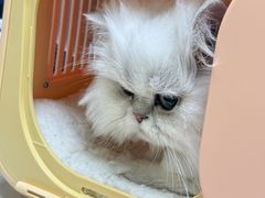 -安安宠医宠物医院·异宠·犬猫内科(岳阳分院)