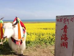 -青海湖国家重点风景名胜区