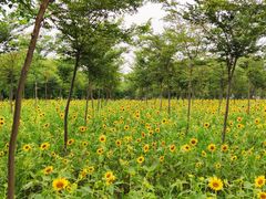 -上海海湾国家森林公园