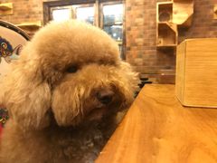 -more than meow吴止猫主题餐厅(承德 中船汇店)