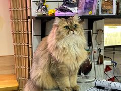 -滚猫咖啡·猫咖·猫友好撸猫(未来城店)