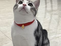 -喵zoo家庭繁育猫舍(尖东智能花园店)