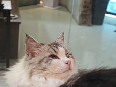 -豆逗聊愈猫阁Easy Life