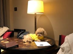 -上海崇明金茂凯悦酒店