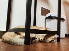 -楼上猫咖(罗湖店)