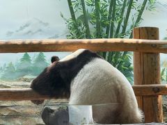 -栾川竹海野生动物园
