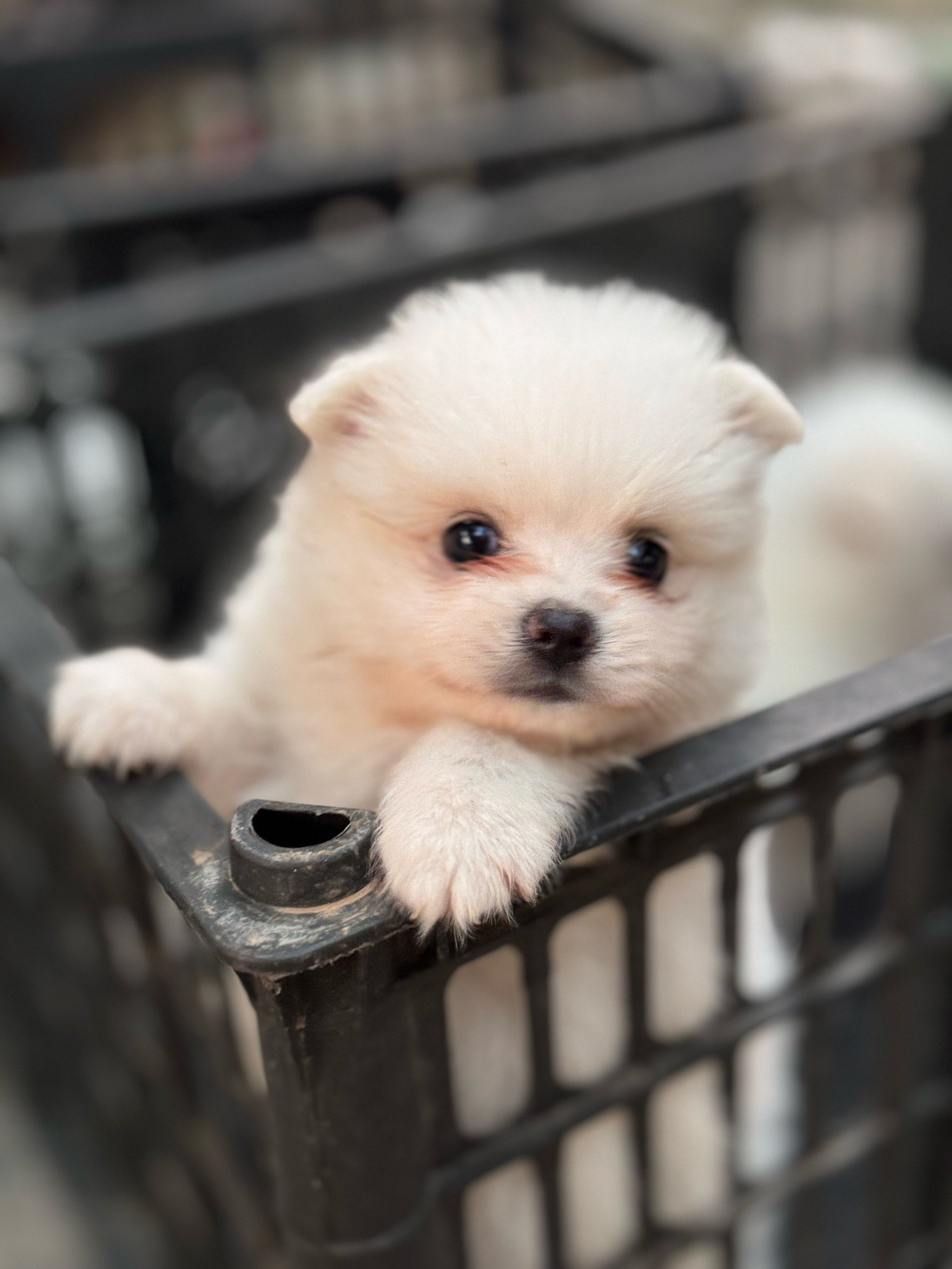 狗狗萌态百看不厌