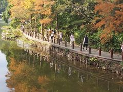 -深圳仙湖植物园