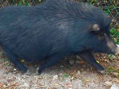 -九华山友谊土菜馆 小资餐厅