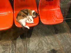 -猫咪博物馆(顶澳仔猫街店)