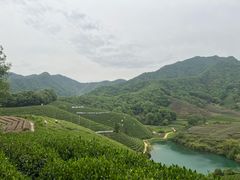 -龙坞茶村