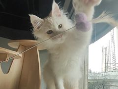 -十年猫舍·猫咪专门店(普陀店)