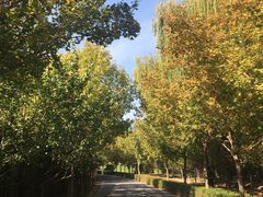 -大兴滨河森林公园