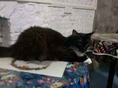 -猫色咖啡·猫咖