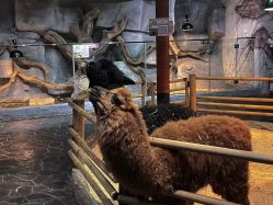 -Zoolung Zoolung动物主题公园(海信广场店)