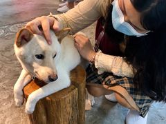 -more than meow吴止猫主题餐厅(承德 中船汇店)