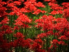 -白塘生态植物园