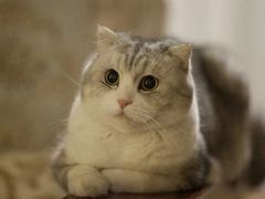 -乐琪宠物(青塔西路店)