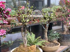 -金科花卉市场