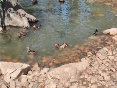 -西霞口神雕山野生动物世界