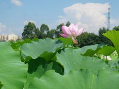 -三圣花乡旅游区