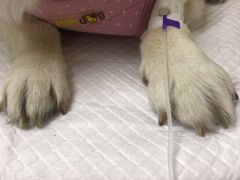 -安安宠医·安宠宠物医院