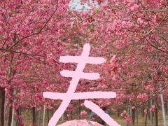 -天适樱花悠乐园