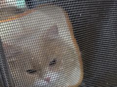 -天使宠物医院·犬猫分诊(彩虹店)