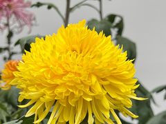 -王婆婆老妈蹄花·川菜馆(太古里一店)