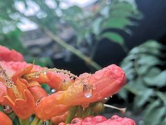 -清晏园