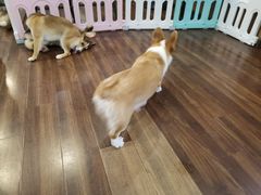 -柯斗斗主题餐厅·狗咖·围炉煮茶·茶饮(国瑞升平里店)