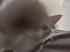 -lincat·猫舍(广州店)