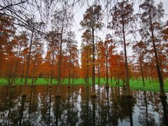 -上海海湾国家森林公园