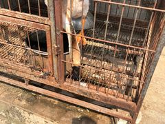 -王万妈卤猪脚(青岩交通路)